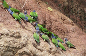 Schwarzohr Papagei in Ecuador