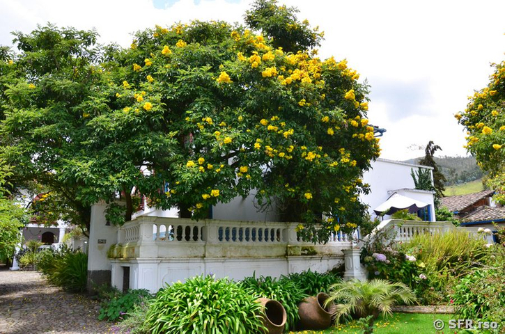 Trompetenbaum im Garten der Hacienda Cusin in Otavalo