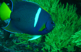  Fisch-grossaufnahme-Galapagos