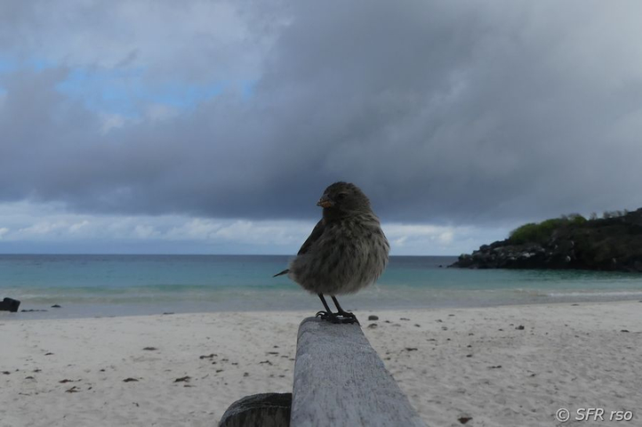 Dickschnabel Darwinfink am Strand Galapagos