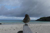 Dickschnabel Darwinfink am Strand Galapagos