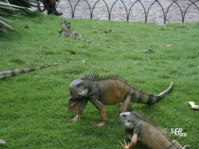 Leguanpark