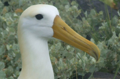 Albatros Phoebastria irrorata Profil Insel Espanola Galapagos