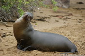Seelöwe Zalophus wollebaeki m Galapagos