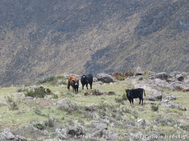Vieh auf dem Illiniza Nord in Ecuador