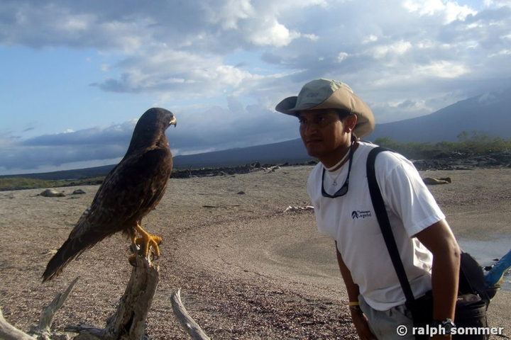 Bussard Buteo galapagoensis und Fuehrer vis a vis Galapagos