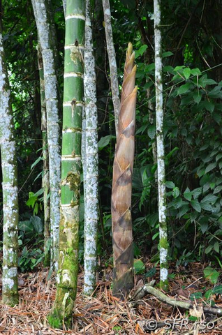 Junger Bambus in Ecuador