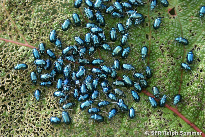 Käfer blau auf Blatt in Ecuador