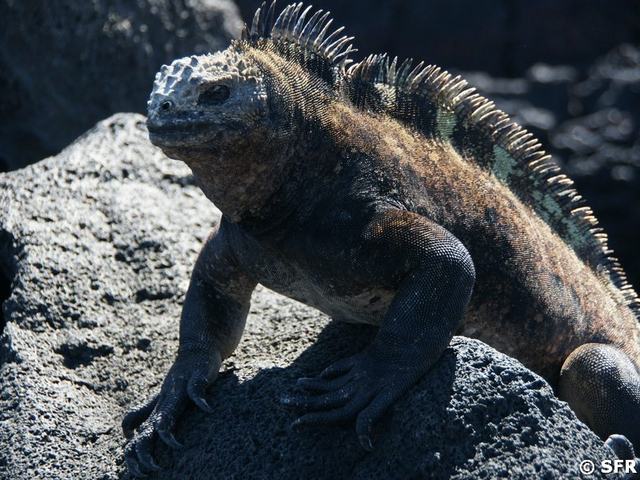 Meerechse auf Weg zur Tränenmauer, Galapagos