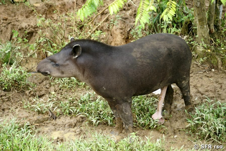 Tapir bruenstig in Ecuador