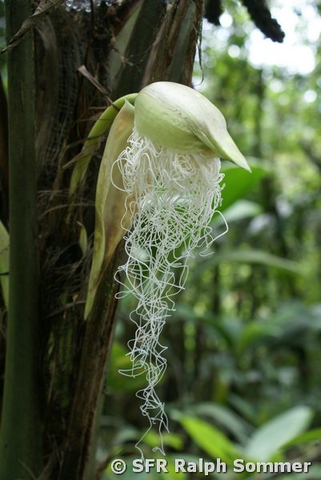 Bactris Palme Blütenstand in Ecuador