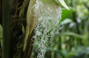 Bactris Palme Blütenstand in Ecuador