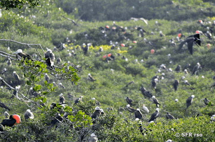 Fregattvogelkolonie in Mangrovenwald an Pazifikküste, Ecuador