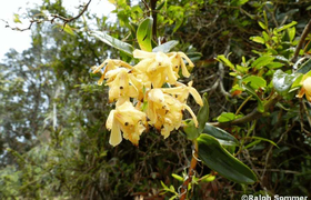 Orchideen im Bergwald Guandera
