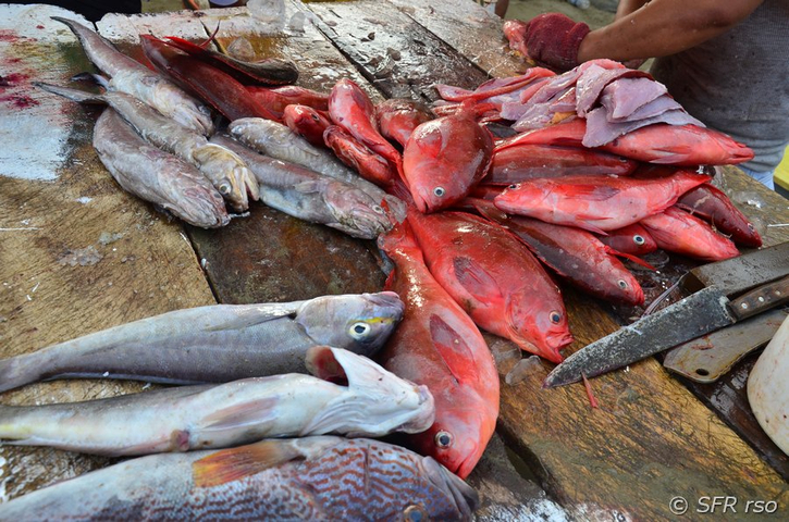 Säubern von Fischen in Ecuador