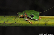 Baumfrosch rocket treefrog in Ecuador