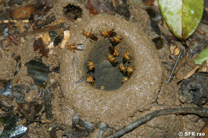 Erdbienen in Ecuador
