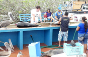 Tiere auf Fischmarkt in Puerto Ayora, Galapagos