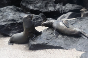 Seelöwen bei Punta Suarez, Galapagos