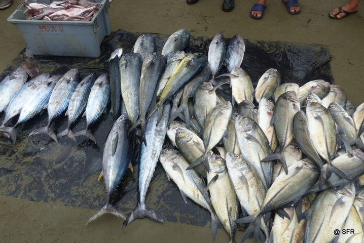 Verschiedene Fische in Ecuador 