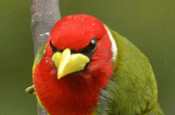 Rotkopfbartvogel in Ecuador