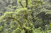 Baum am Wasserfall El Chorro in Ecuador
