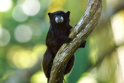 Braunrueckentamarin Saguinus Fuscicollis Sacha Lodge Ecuador
