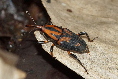Metamasius Hemipterus Reservat Forestal la Perla Ecuador