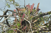 Pitahaya (Epiphyllum phyllanthus) in Ecuador