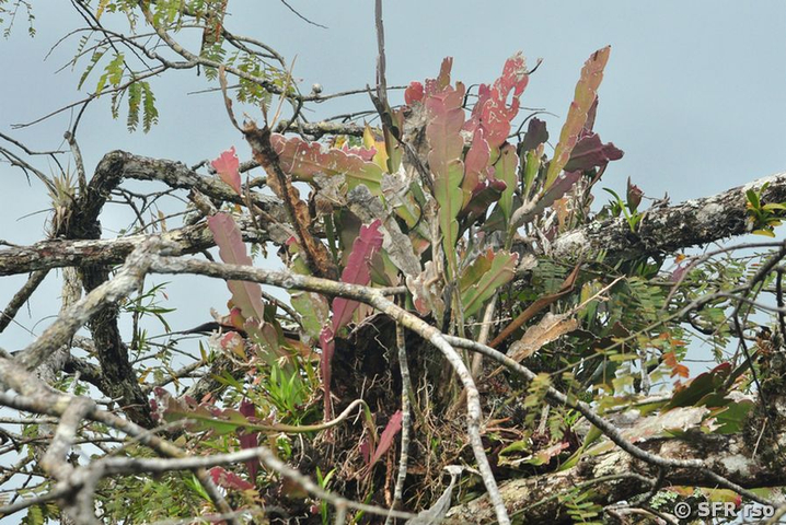 Pitahaya (Epiphyllum phyllanthus) in Ecuador