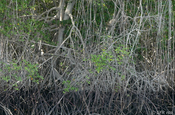 Roter Mangrovenwald bei Garnelenzucht in Ecuador