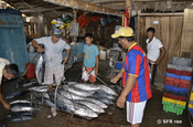 Tunfische werden abgewogen in El Matal, Ecuador