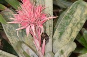 Aechmea fasciata Bromelie in Ecuador