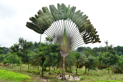 Der Baum der Reisenden (Ravenala), Bananengewächs (Musaceae)