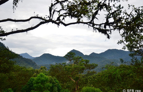 Bergnebelwald Mindo Ecuador