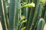 San-Pedro-Kaktus Halluzinogen in Ecuador