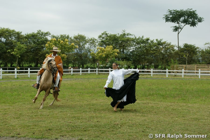 Pferd der Rasse Paso Peruano in Ecuador