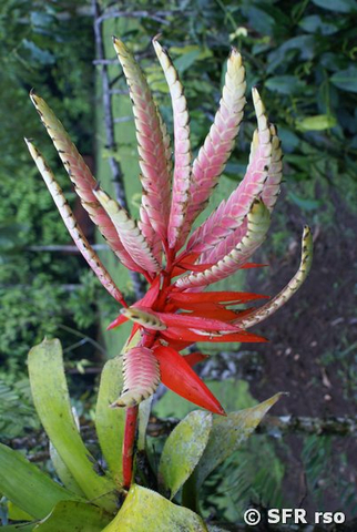 Tillandsia fasciculata in Ecuador