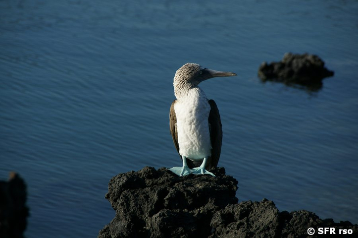 Blaufußtölpel in Las Tintoreras, Galapagos