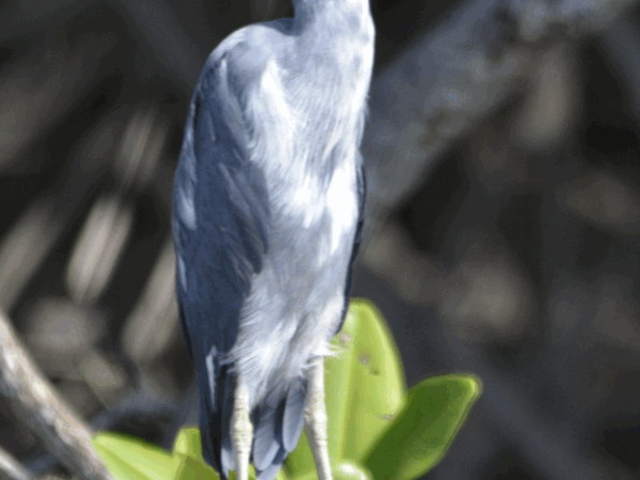 Blaureiher