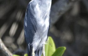 Blaureiher