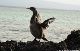 flugunfaehiger-kormoran-phalacrocorax-harrisi-insel-fernandina-galapagos
