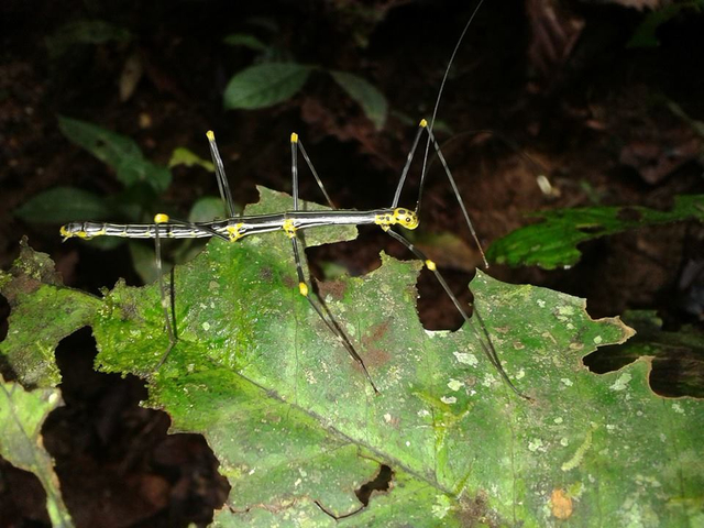 Insekt unbekannt in Ecuador