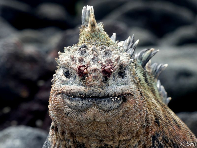 Meerechse Amblyrhynchus cristatus blutend nach Kampf Galapagos