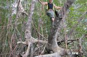 Auf Mangrove in Ecuador