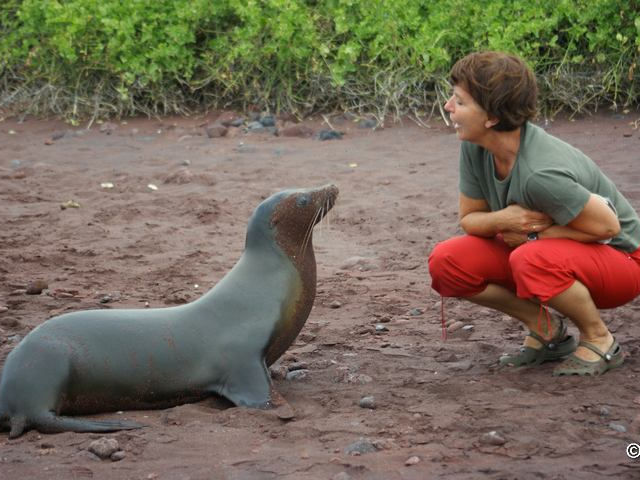 Seelöwe