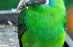 Laucharassari
