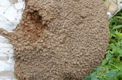 Termiten Nest beschaedigt in Ecuador