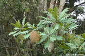 Bocconia frutescens Papaveraceae in Ecuador