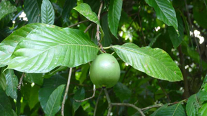 Borojo Frucht Ecuador